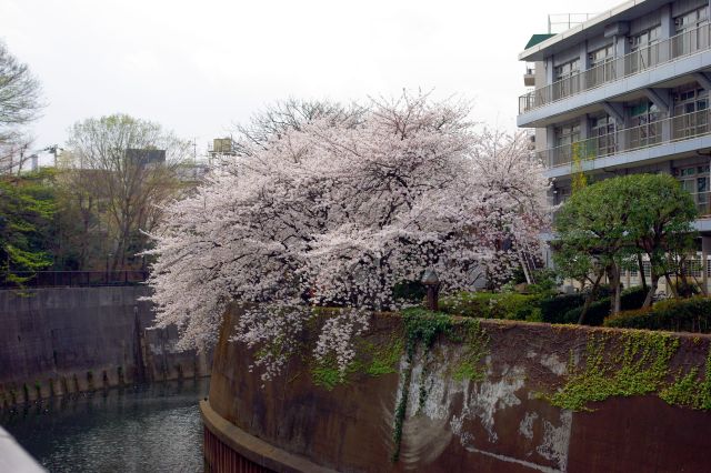 石神井川沿いの桜。川は流れが止まっているかのように穏やか。