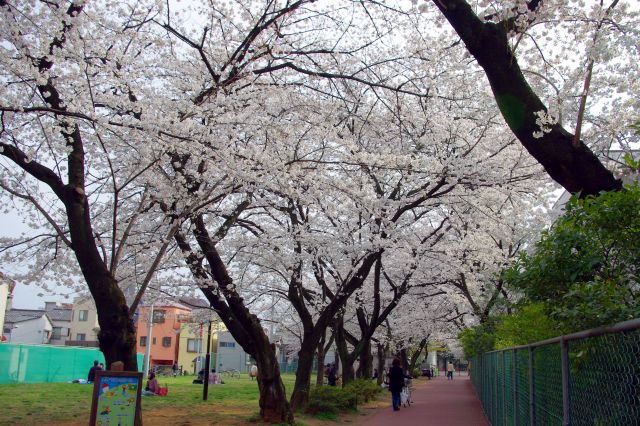 細長い歩道に桜並木が続いていました。シートを敷く人は少なめで、静かで落ち着く感じ。