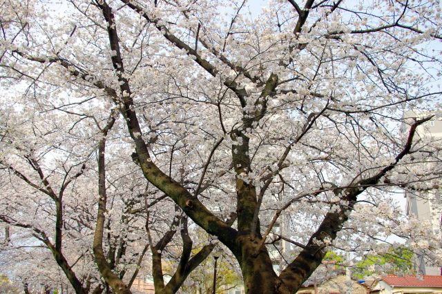 住宅街の中の満開の桜。