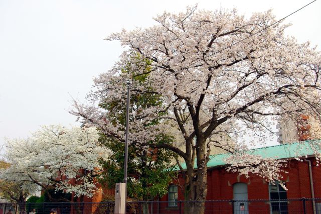 広場の奥のレンガ作りの建物と桜の木。