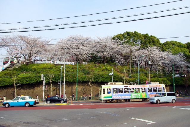 飛鳥山公園周辺の桜の写真ページ