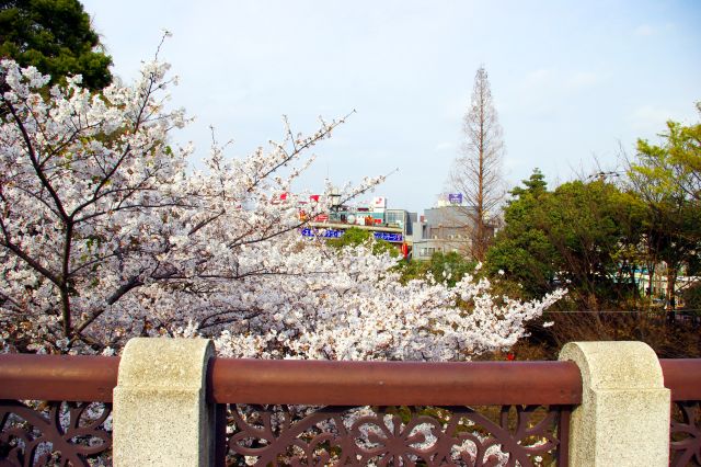 音無橋の上から音無親水公園の桜を眺める。