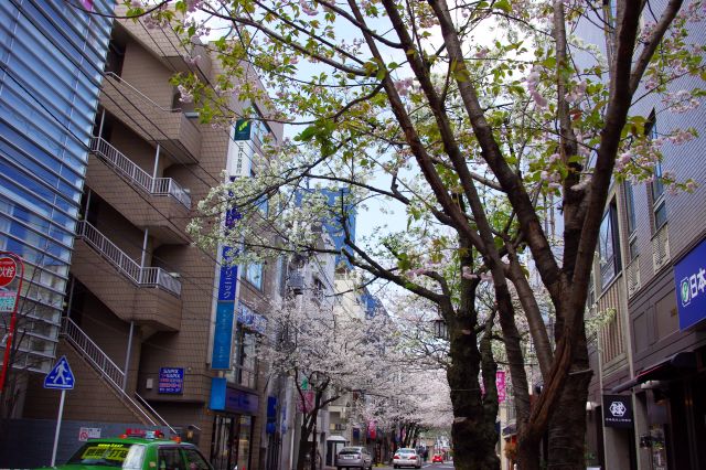 駅に平行する前の狭い通りにいくつか桜が見えます。