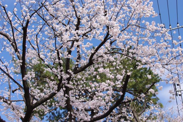 見上げると美しい満開の桜。