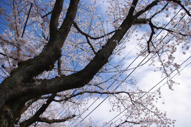 道や邸宅から伸びる幹の太い大きな桜の木々。