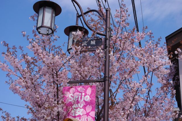 成城学園前の桜の写真ページ