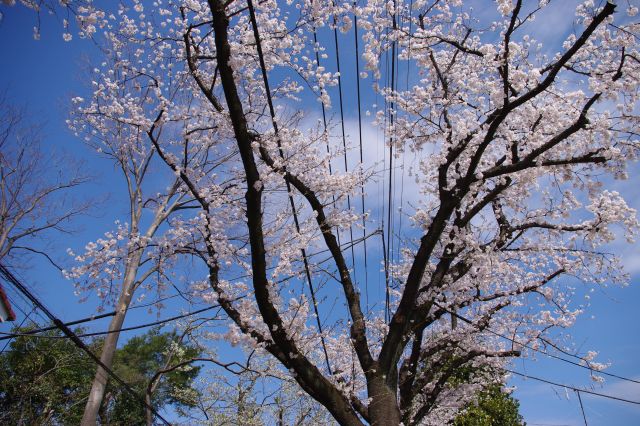 ちょうど電線の真下から突き上げるように続く桜並木。