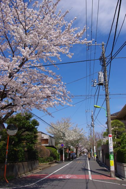 落ち着く閑静な住宅街に、直線の道に延々と桜並木が続きます。