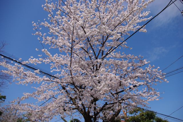 交差点で直交する電線を越える大きな桜の木。