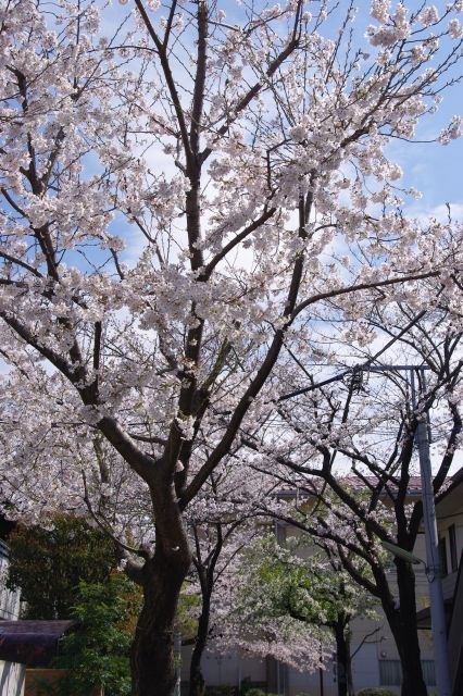 路地に入ると桜の木は減りますが、背の高い桜の木がいくつかあります。