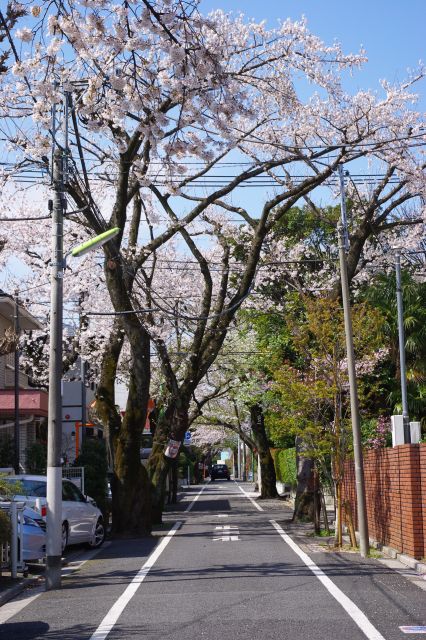 路地の風景。幹が幾つにも分かれる立派な桜の木がありました。