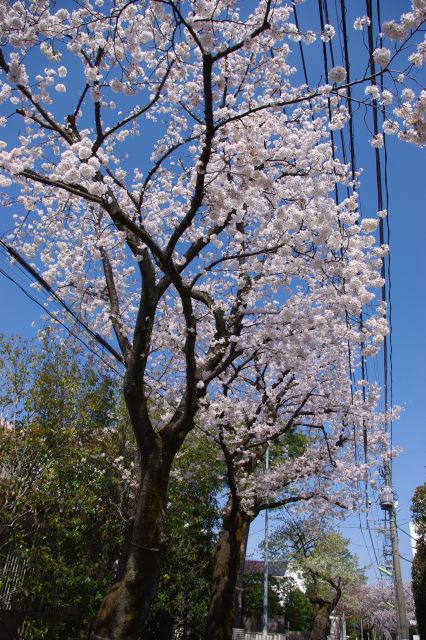 気持ちよい青空に美しい桜。癒される風景です。