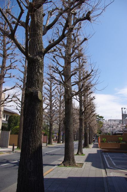 成城学園正門から伸びるいちょう並木は今の時期は裸の並木。
