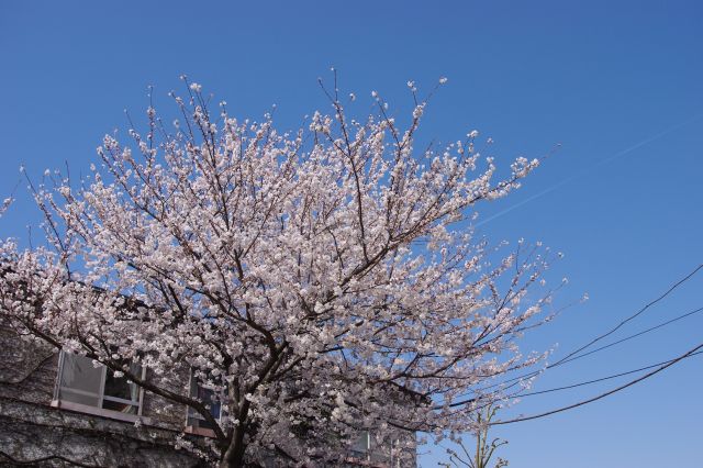 駅へ戻っていく途中の桜。青空が本当に気持ち良い。