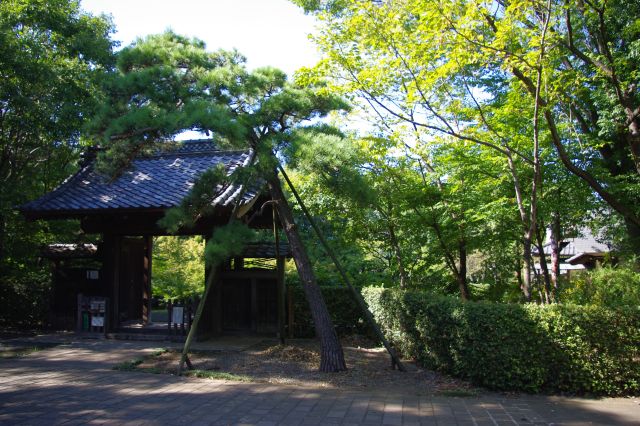 公園の南側には旧富澤家住宅。松の木と門が良い雰囲気です。
