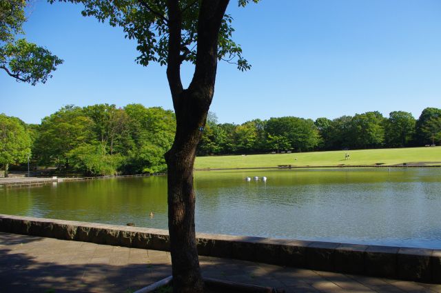 静かで広い池と芝生と森林と青空。気持ち良くてリラックスできます。