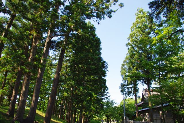 荘内神社の裏の所には高さのある松の木が並んでいて壮観でした。