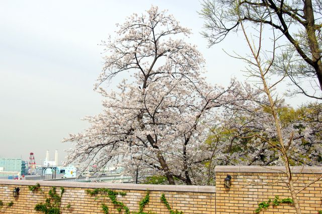 公園の横には桜の木が１本だけ。