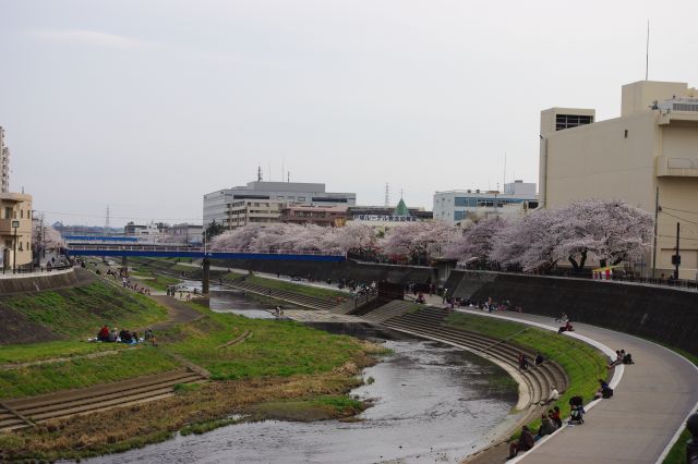 柏尾川を跨ぐ戸塚駅の西口から徒歩5分ほど、川が直線になる所から桜並木が始まります。