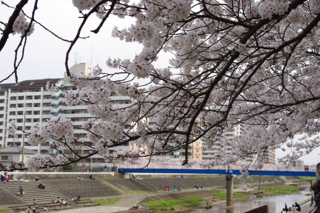 歩道を覆うように伸びる桜の木。