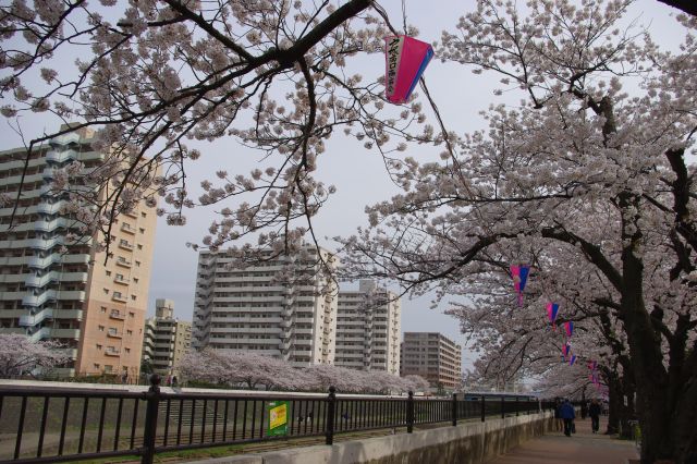 戸塚・柏尾川の桜の写真ページへ