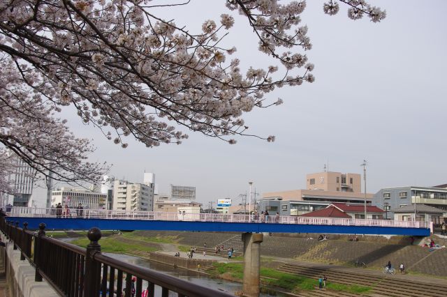 桜橋は名前の通り欄干が桜色になっています。