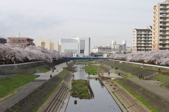 桜橋方面。川の両岸から桜が迫っています。