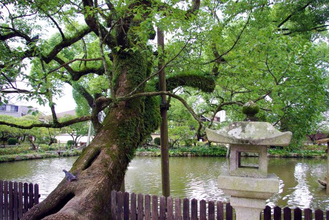 池にせり出す大きな木。歴史を感じます。