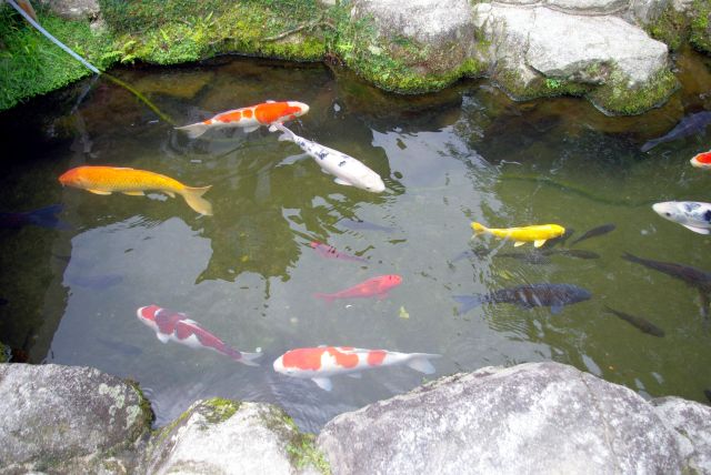 池には様々な色の大きな鯉！