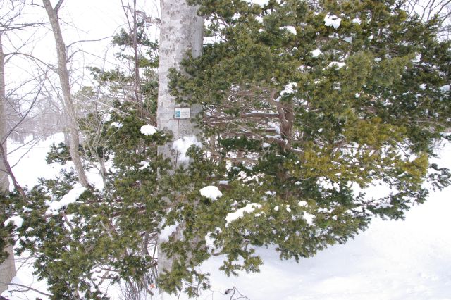 北海道には南部にしか生息しないブナの木。