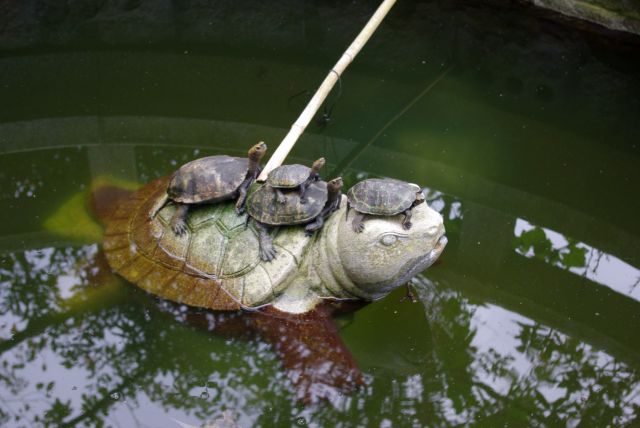 池の亀のオブジェに亀が乗る！