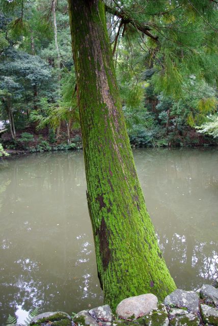 池にせりだす苔の生えた木。