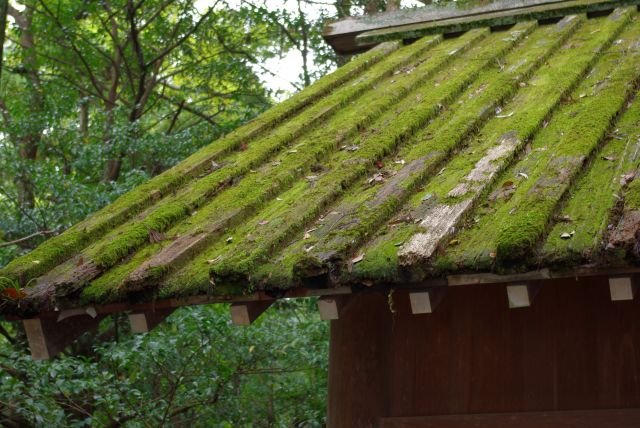 屋根の苔が美しい。