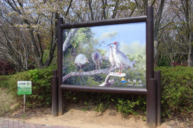 佐渡島・トキの森公園の写真ページ