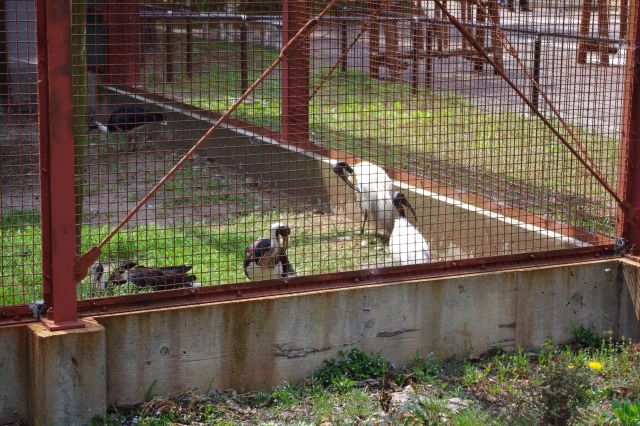 トキ資料展示館を見学。外の多目的飼育ケージに居たクロトキ。周囲にも複数の繁殖ケージがあります。