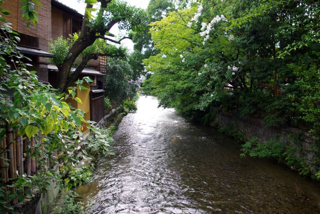 京町家と緑が覆う清らかな白川が美しい。静かで涼しくて心地よい。