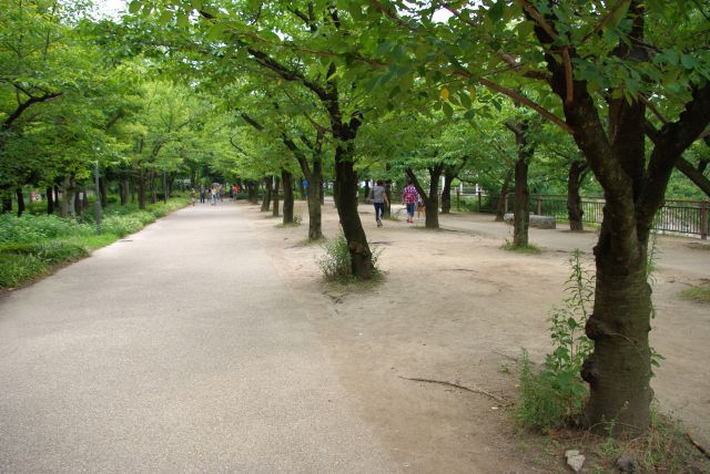 においの森の歩道は駐車場から行き来する外国人が多い。