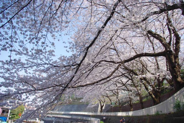 時折爆音のする厚木基地のある丘から桜が大きな枝を伸ばす。