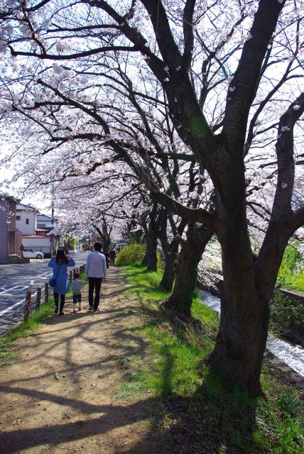 川沿いに連なる見事な桜の木々。行き交う人が増えます。