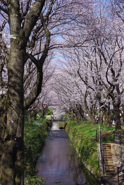 心地よい川の桜のアーチが続きます。
