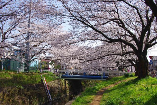 橋の近くに一際密度の濃い桜。