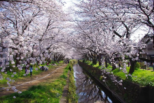 引地川の桜の写真ページへ