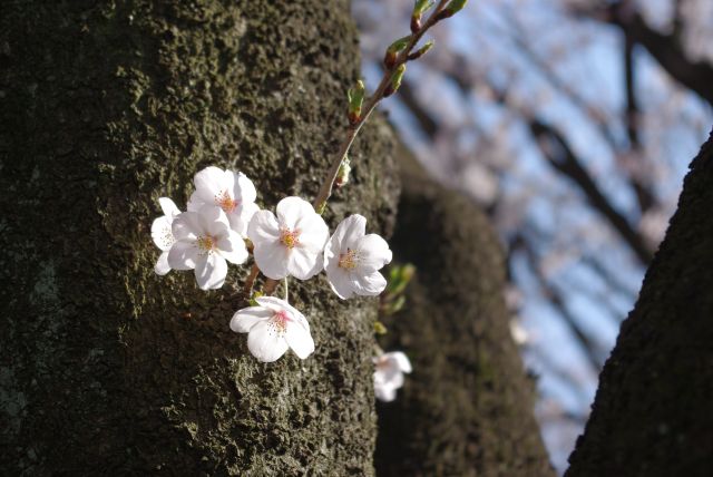 小さな枝の可憐な桜の花。