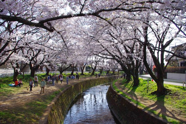 桜ヶ丘駅、高座渋谷駅の中間付近より。桜のアーチが続く川沿いを南下していく。