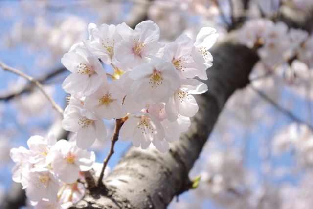 美しい可憐な桜の花びら。