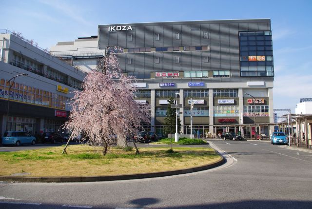 高座渋谷駅前のロータリー。中央に一本の桜の木。