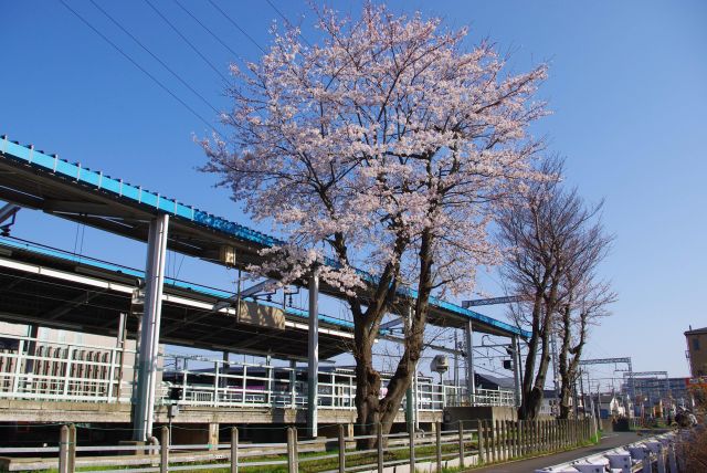 駅前に美しく立つ一本の桜に惹かれつつ、引地川桜散策を終える。