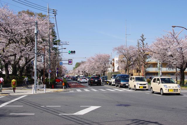 桜並木道同士のさくら通りとの交差点。