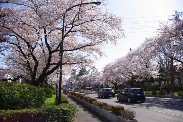 桜も緑も心地よい道。