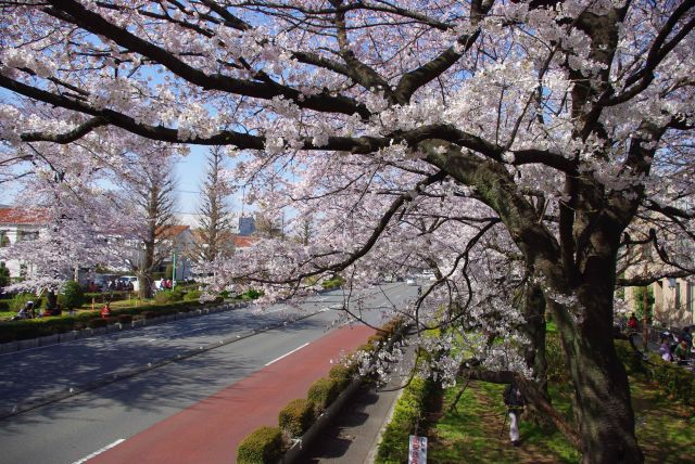 上る途中は桜が間近。